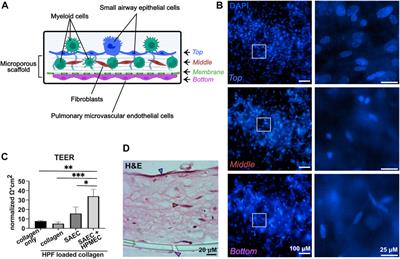 Blood myeloid cells differentiate to lung resident cells and respond to pathogen stimuli in a 3D human tissue-engineered lung model